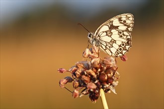 Marbled white (Melanargia galathea) in cold torpor on the flower of rocambole (Allium