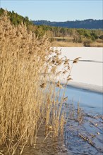 Common reed (Phragmites australis) at the edge of a lake in winter, Upper Palatinate, Bavaria,