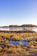 Bog landscape view at a lakeshore in autumn