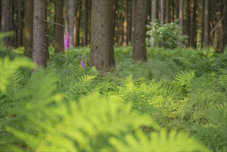 Common foxglove (Digitalis purpurea), forest floor covered with royal fern (Osmunda regalis),