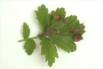 Water avens (Geum rivale), medicinal plant, medicinal use