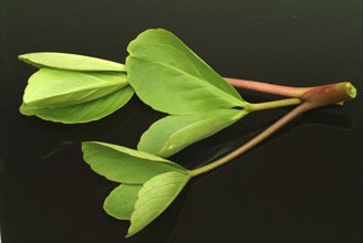 Bog bean (Menyanthes trifoliata) or bitter clover, medicinal plant