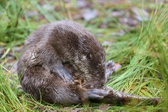 European Otter (Lutra lutra), sitting on lakeside clean up, captive