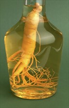 Ginseng (Panax ginseng) Ginseng wine, ginseng, ginseng root, medicinal plant of Asian medicine