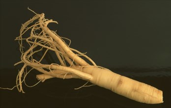 Ginseng (Panax ginseng), ginseng root, medicinal plant of Asian medicine