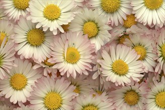 Common daisy (Bellis perennis), medicinal plant, naturopathy classifies the daisy among other