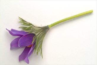 Common pasque flower (Pulsatilla) vulgaris, also known as common pasque flower, pasque flower or