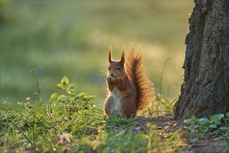 Red Squirrel (Sciurus vulgaris), in park at spring