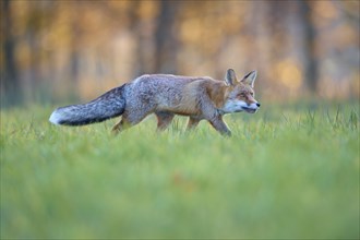 Red Fox (vulpes vulpes), running in meadow at autumn