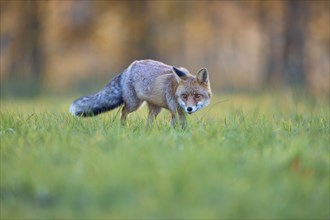 Red Fox (vulpes vulpes), running in meadow at autumn