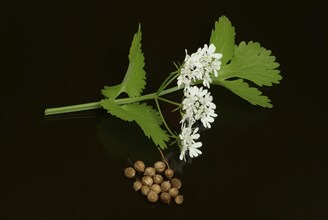 Coriander (Coriandrum sativum), leaves, flowers and seeds, plant species in the umbellifer family,