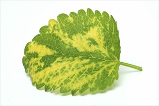 Yellow lemon balm (Melissa officinalis) or melissa, family of the labiates, the foliage leaves,