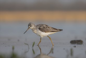 Greenshank foraging in shallow water