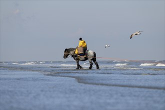 Horse fishermen with his trawl net catching Brown shrimp (Crangon crangon), Koksijde, North Sea