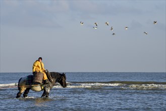 Horse fishermen catching Brown shrimp (Crangon crangon), Koksijde, North Sea coast, province of