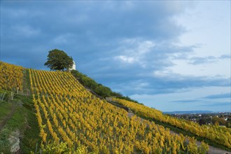 Autumnal evening mood at the Wackerbarth Castle Winery