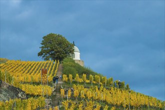 Autumnal evening mood at the Wackerbarth Castle Winery