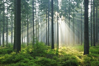 Spruce forest with fog and sunbeams, sun shining through the tree trunks, Hürtgenwald, North