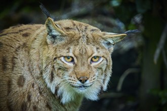 Eurasian lynx (Lynx lynx), observing attentively, its brown fur and characteristic ear tufts are