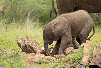 African elephant (Loxodonta africana), young animal, at the water, drinking, Kruger National Park,