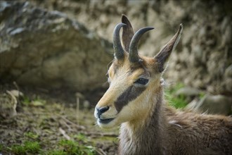 Chamois (Rupicapra rupicapra), lying on a rocky outcrop and observing its surroundings, portrait,