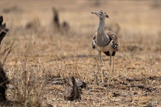 Giant bustard, Kori bustard (Ardeotis kori), adult, foraging, alert, Kruger National Park, Kruger