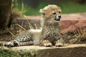 Cheetah, Northeast African cheetah (Acinonyx jubatus soemmeringii), young, ten weeks old, Africa,