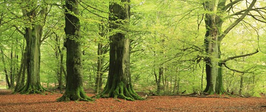 Giant old beech trees in the Hutewald forest with moss-covered roots, natural monument, Sababurg