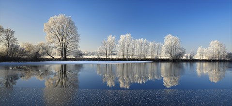 Half-frozen small lake in winter, arm of the Saale, trees with snow and hoarfrost on the shore, ice