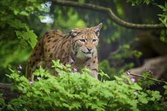 Eurasian lynx (Lynx lynx), walking through the forest and observing attentively, its brown fur and