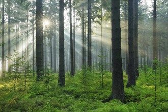 Sunbeams and fog in the spruce forest, sun shining through the tree trunks, Hürtgenwald, North