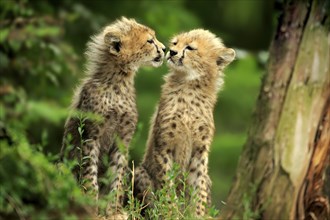 Cheetah, Northeast African cheetah (Acinonyx jubatus soemmeringii), two cubs, social behaviour,