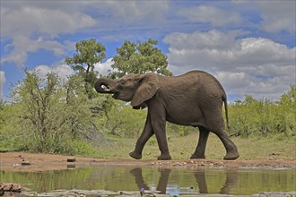 African elephant (Loxodonta africana), bull, male, at the water, drinking, Kruger National Park,