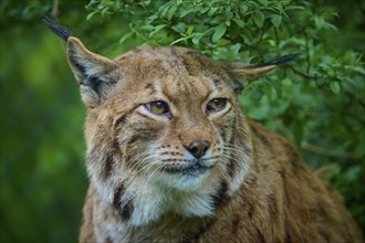 Eurasian lynx (Lynx lynx), observing attentively, its brown fur and characteristic ear tufts are