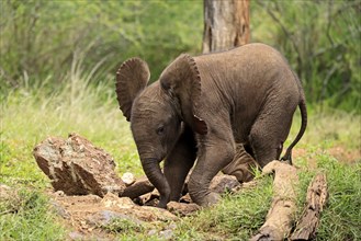 African elephant (Loxodonta africana), young animal, at the water, drinking, Kruger National Park,