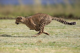 Cheetah (Acinonyx jubatus), subadult, half-grown young, hunting, running, running, Western Cape,