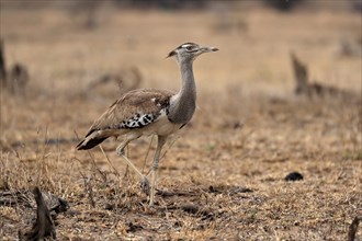 Giant bustard, kori bustard (Ardeotis kori), adult, running, foraging, alert, Kruger National Park,