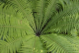 Ostrich fern (Matteuccia struthiopteris), Bavaria, Germany, Europe