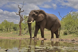 African elephant (Loxodonta africana), bull, male, at the water, drinking, Kruger National Park,