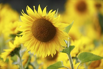 Flowering sunflower (Helianthus annuus) in a sunflower field, Schleswig-Holstein, Germany, Europe