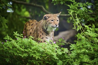 Eurasian lynx (Lynx lynx), walking through the forest and observing attentively, its brown fur and