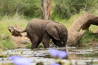 African elephant (Loxodonta africana), young animal, at the water, drinking, Kruger National Park,