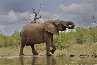 African elephant (Loxodonta africana), bull, male, at the water, drinking, Kruger National Park,