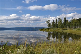 A calm lake reflects the sky and the surrounding trees, the shore is overgrown with grasses,