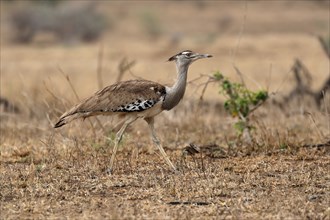 Giant bustard, kori bustard (Ardeotis kori), adult, running, foraging, alert, Kruger National Park,