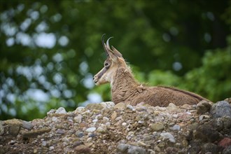 Chamois (Rupicapra rupicapra), lying on a rocky outcrop and observing its surroundings, spring,