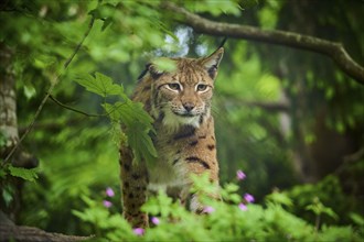 Eurasian lynx (Lynx lynx), walking through the forest and observing attentively, its brown fur and