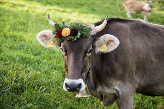 Cow decorated with flowers, cattle drive, Münstertal, Southern Black Forest, Black Forest,