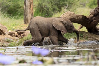 African elephant (Loxodonta africana), young animal, at the water, drinking, Kruger National Park,