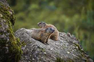 Two alpine marmots (Marmota marmota), sitting on a rock and attentively observing their